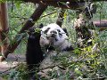 Pandas (016)